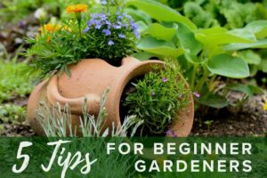 Easy gardening for beginners