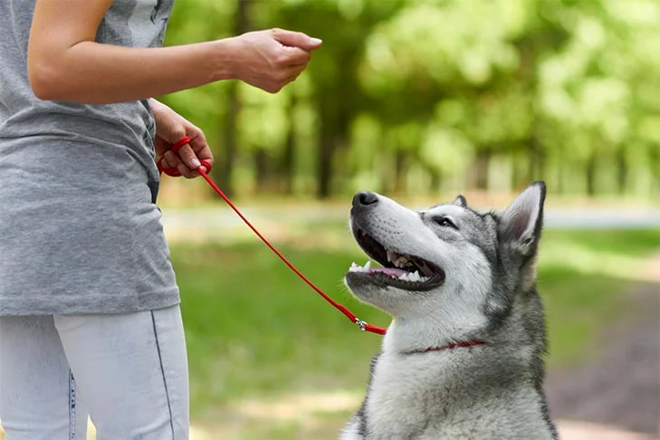 Dog Training