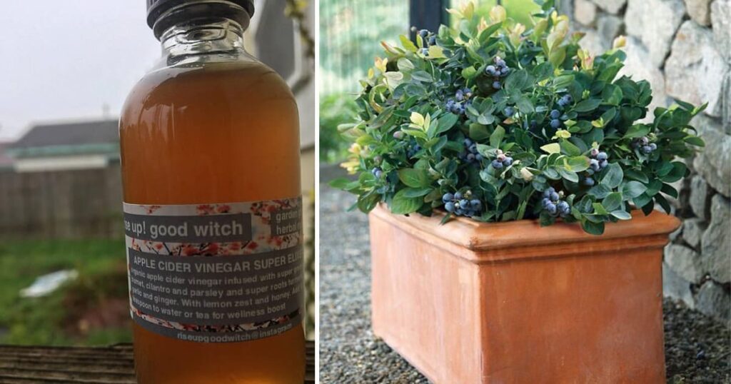 Is Apple Cider Vinegar Good For Plants