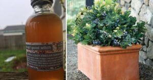 Is Apple Cider Vinegar Good For Plants