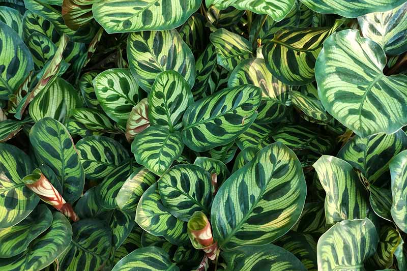 House Plant With Green And White Leaves