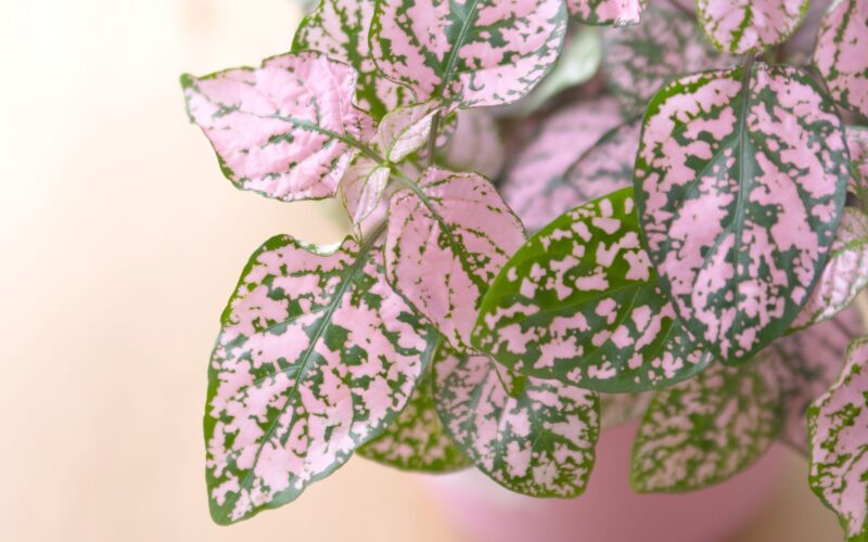 Plant With Pink And Green Leaves Name