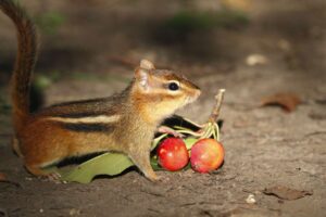 How To Stop Chipmunks From Eating Plants