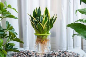 Can You Grow Snake Plants In Water