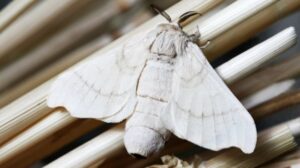 What Does a White Moth Mean Spiritually