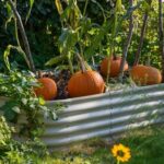 Can You Plant Pumpkins In a Pot