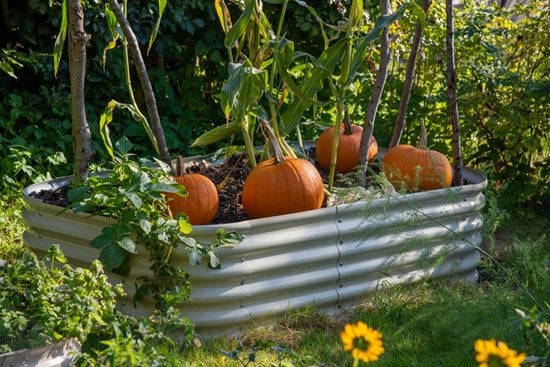 Can You Plant Pumpkins In a Pot