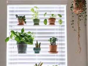 Shelf In Front Of Window For Plants