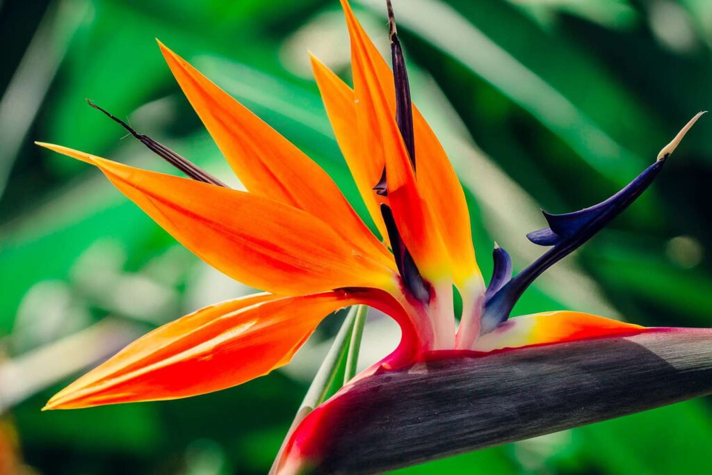 How To Make Bird Of Paradise Bloom