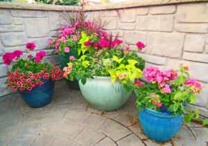 What To Plant With Lantana In a Container