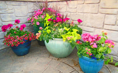 What To Plant With Lantana In a Container