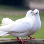 What Does It Mean When a White Dove Visits You