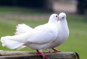 What Does It Mean When a White Dove Visits You
