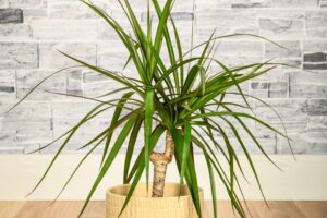 House Plant That Looks Like a Palm Tree