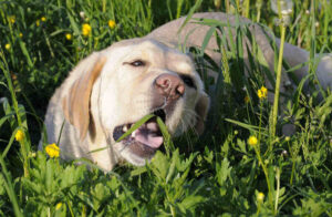 Plants Dogs Can Eat For Upset Stomach