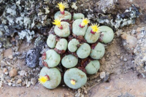 Conophytum Pageae, a Small Succulent Native To South Africa And Southern Namibia